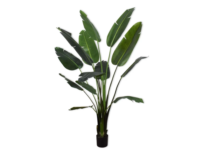 Kunstplant Strelitzia 183cm silk-ka