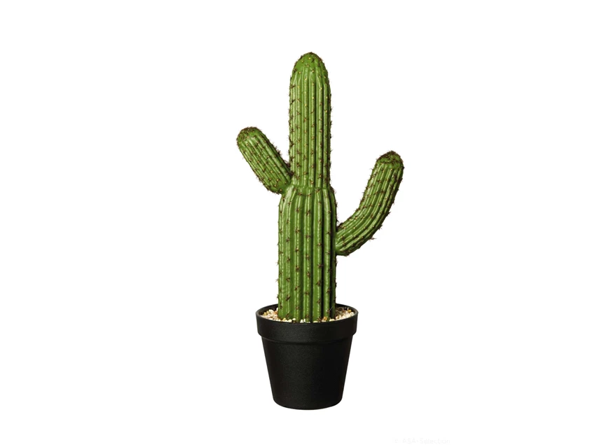 66215444 ASA Cactus gargegia gigantea 41 cm