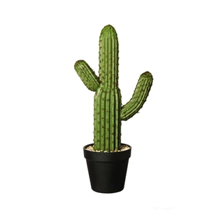 66215444 ASA Cactus gargegia gigantea 41 cm