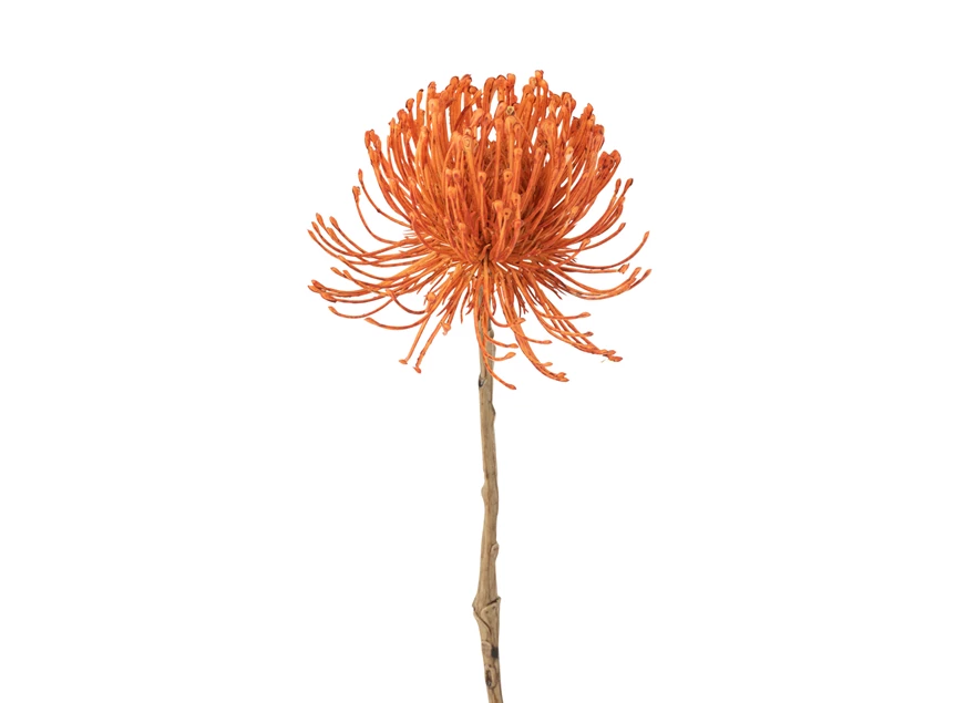 Leucospermum plastiek oranje L - close-up