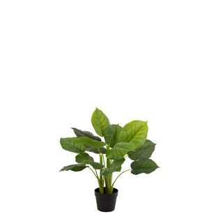 plant in plastiek pot- Pothos- groen- 12530