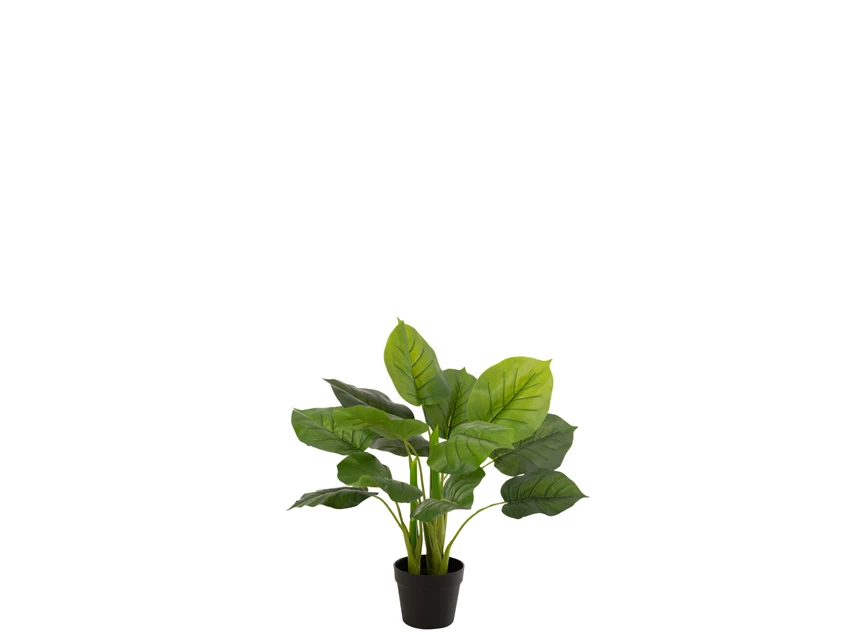 plant in plastiek pot- Pothos- groen- 12530