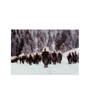 Wanddeco buffel sneeuw- getemperd glas- mix- 28788 