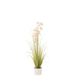 Allium in pot- plastiek- groen/roze- medium- 33034