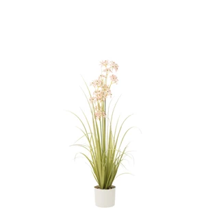 Allium in pot- plastiek- groen/roze- medium- 33034