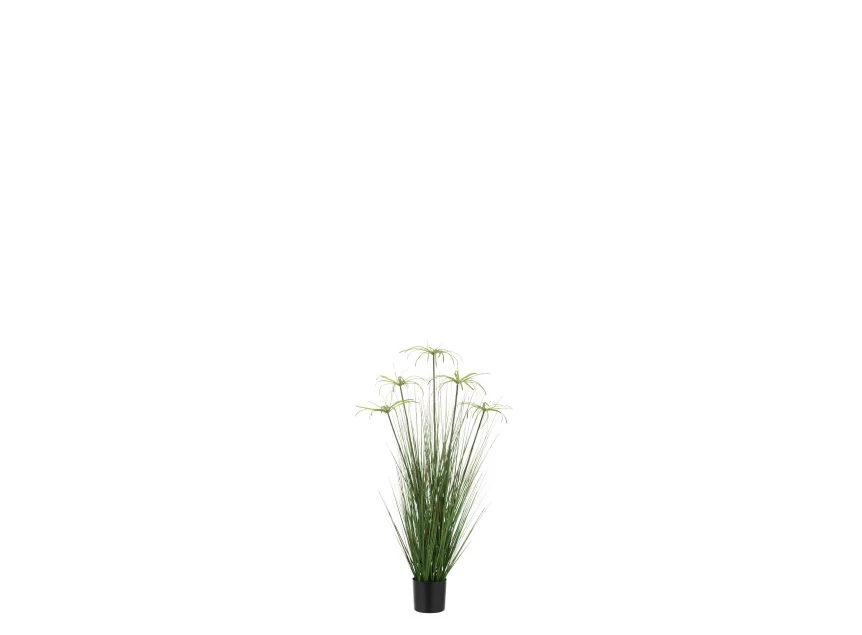 Cyperus alternifolius 5koppen in pot- pvc- groen- smal- 33110