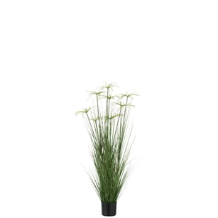 Cyperus alternifolius 8koppen in pot- pvc- groen- medium- 33111
