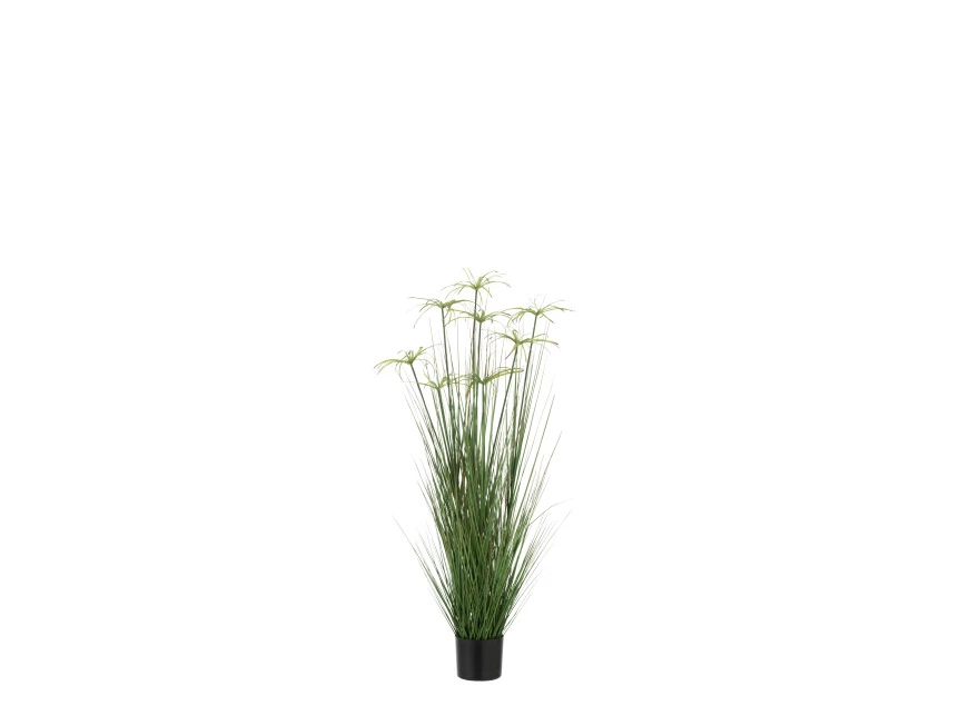 Cyperus alternifolius 8koppen in pot- pvc- groen- medium- 33111