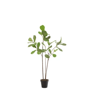 Vioolbladplant in pot- plastiek- groen