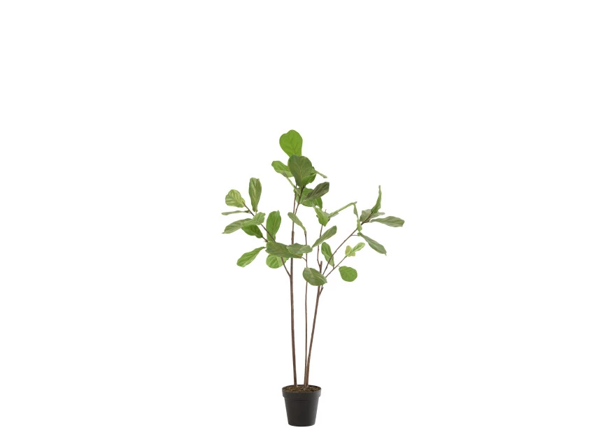 Vioolbladplant in pot- plastiek- groen